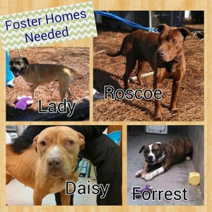 Foster home