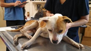 1509189_10202656602043434_774138237_n