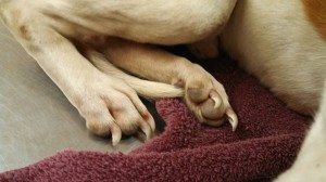 1510751_10202656615643774_1520730251_n