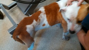 1661789_10202656606803553_910718036_n