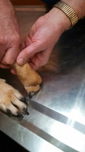 1186733_10202823369372513_1927850767_n