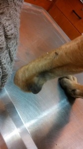 1798771_10202823430254035_1202349696_n