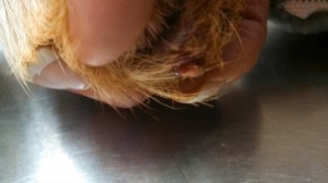 1901190_10202823374652645_342334868_n