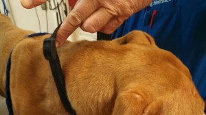 1911883_10202842837339200_1969474571_n