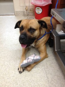 1911996_10202823385612919_212220013_n