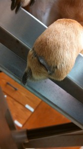 1920182_10202823415693671_183328885_n