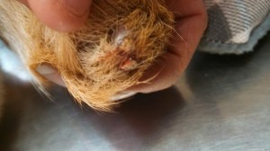 1964806_10202823383972878_1057342609_n