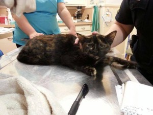 10153215_10203300114530844_5257081284002163657_n