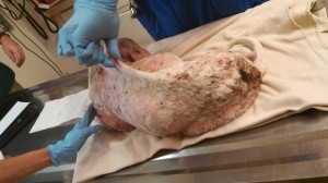 10171195_10203300131611271_7505347609133052258_n