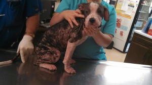 10256603_10203300121011006_6030097824722038889_n