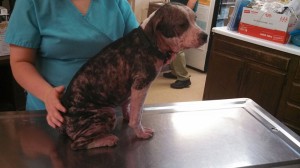 10262206_10203300124931104_1549989611786384934_n