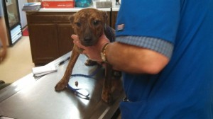 10264958_10203300118130934_8493846848481304193_n