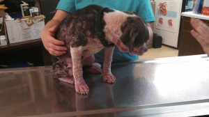 10269368_10203300124171085_2317338391274661450_n