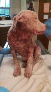 10274314_10203300139491468_4523435321868155376_n