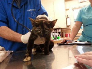 10277694_10203300114370840_8224707529633645037_n