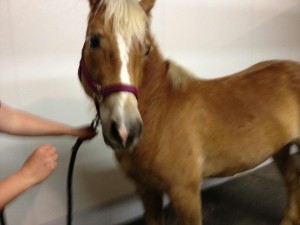 10291066_10203343178047405_8058104272043363649_n