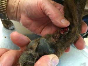 10291078_10203300113770825_364139515269592922_n