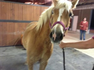 10308098_10203343178967428_6426784039078249441_n