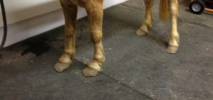 10313822_10203343179607444_5409213111090481776_n