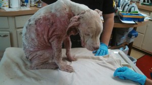 1486795_10203300256534394_5694454199131620726_n