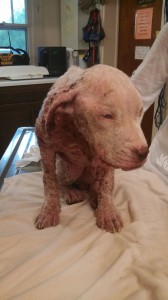 1511366_10203300142811551_666253922684104859_n