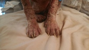 1908257_10203300138251437_4594114557307196600_n