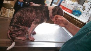 1911883_10203300128131184_7217593994105113487_n