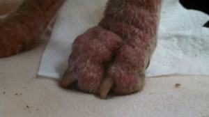 1926665_10203300129251212_775684592725509499_n