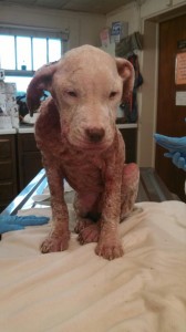 1926665_10203300141851527_6699581525365840763_n