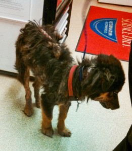 IMG_20140331_194944_269-1