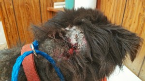 IMG_20140331_203010_103