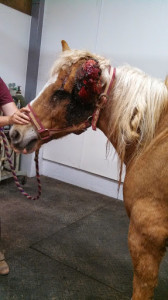 IMG_20140428_201003_244