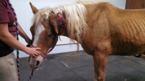 IMG_20140428_201518_882