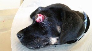 10329240_10203540084689948_500976295136491890_n