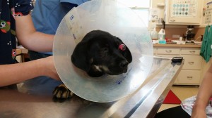 10351974_10203540513020656_5004450068329923642_n