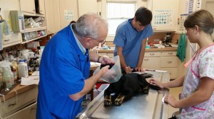 10363586_10203540113570670_8509341106008092047_n