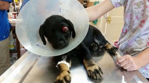 10401504_10203540089170060_8460414338377333379_n