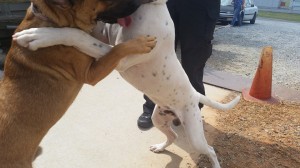 12229_10204239652578708_3839748903923297048_n