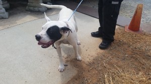 934826_10204239649258625_5607680463783643708_n