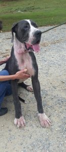 983771_10204376923050384_2774439531968508136_n