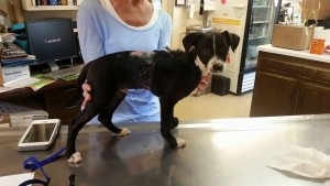 10474232_10207179336388966_8066840643697751607_n