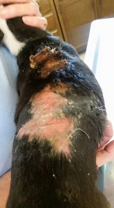 11940713_10207179338869028_5455280401053963823_n