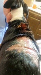 11988292_10207179339949055_8359826286037705458_n